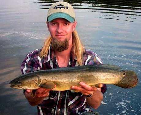 Bowfin Fish Amia calva Dogfish Grinnel Cabbage Pike
 Water Dog Freshwater Fish